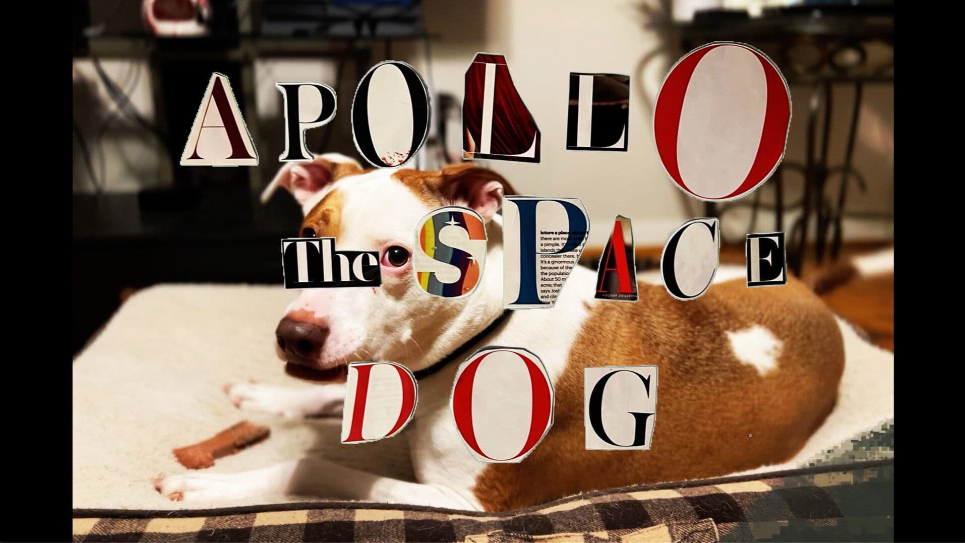 Apollo: The Space Dog
