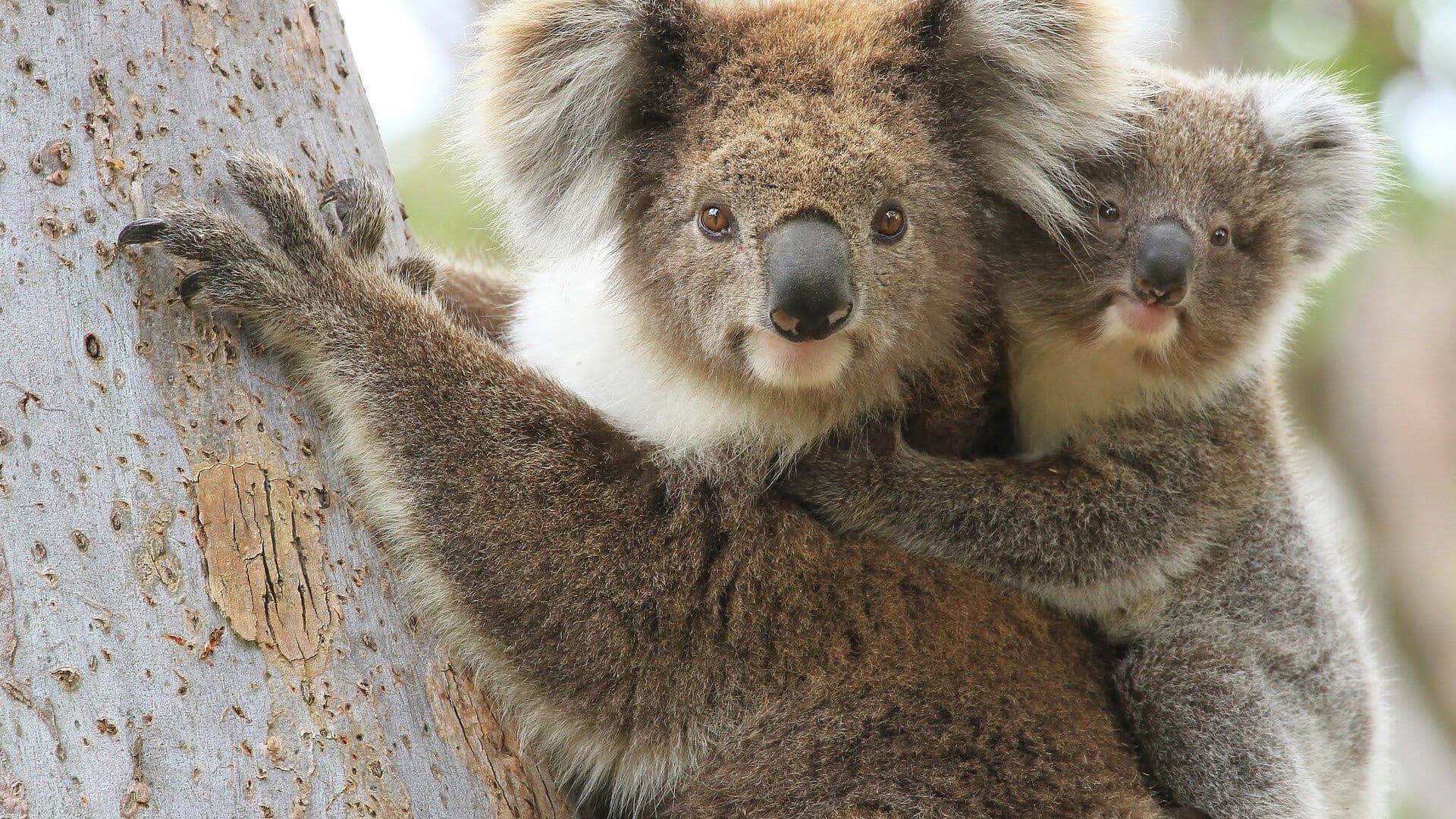 Critical Kingdoms - Stories of Hope