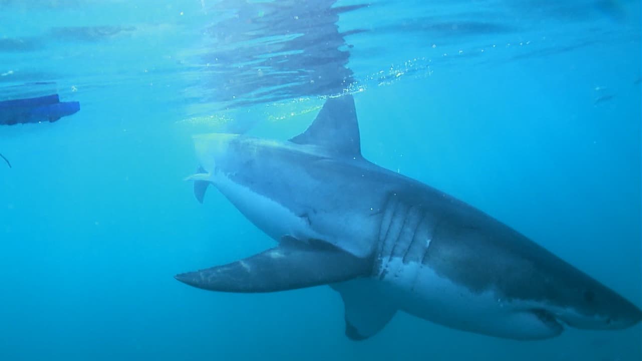 The Magic of the Big Blue. Seven Continents