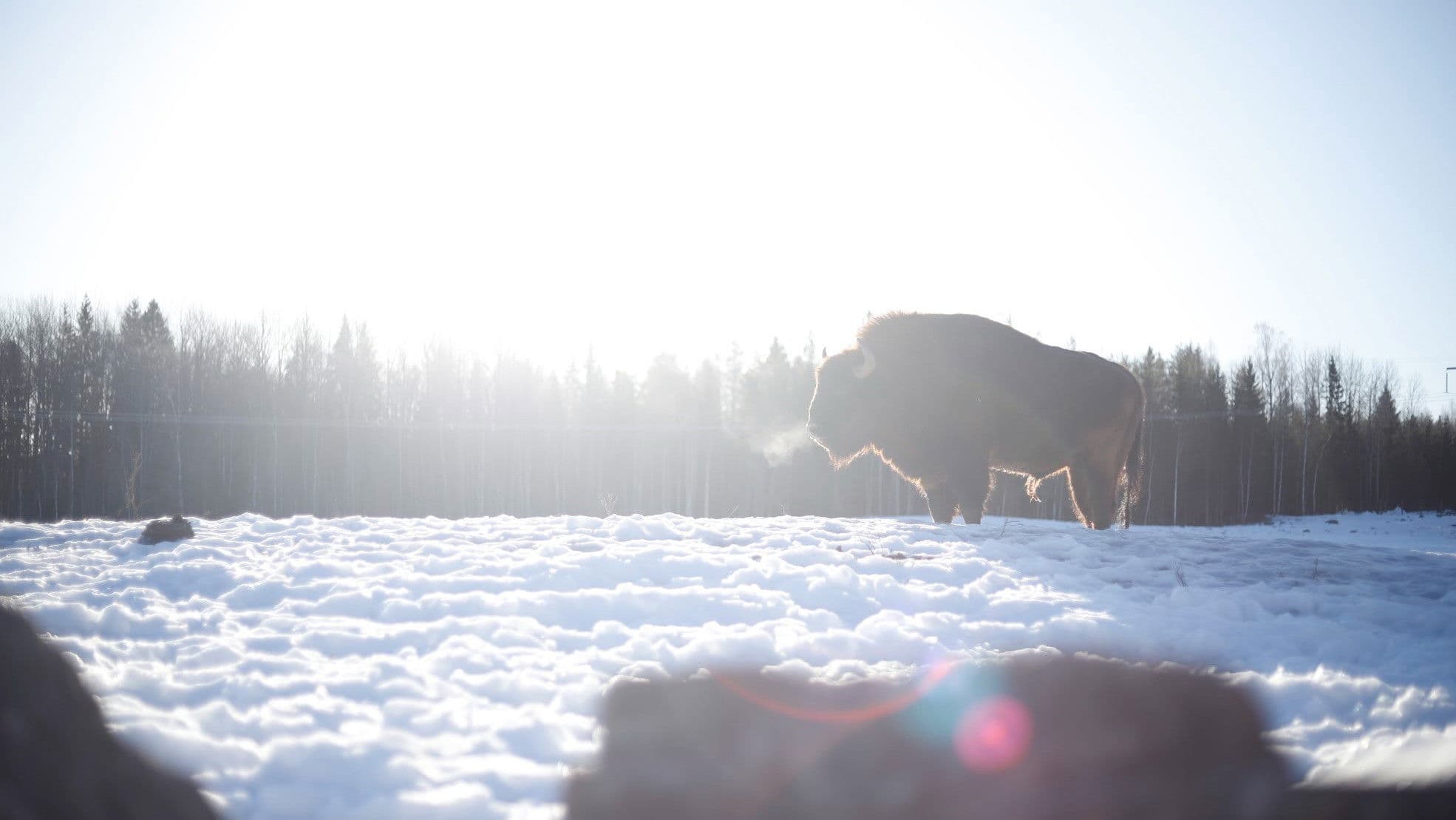 Europe's Forgotten Giants