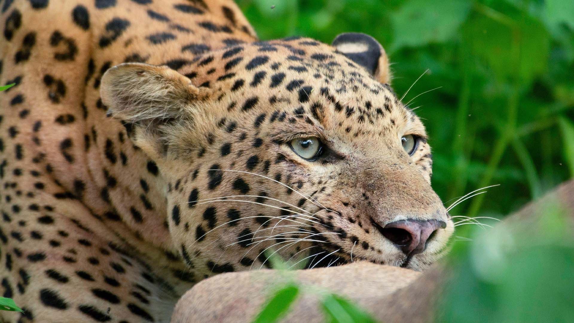 Leopard Dynasty – The Rise of Rana