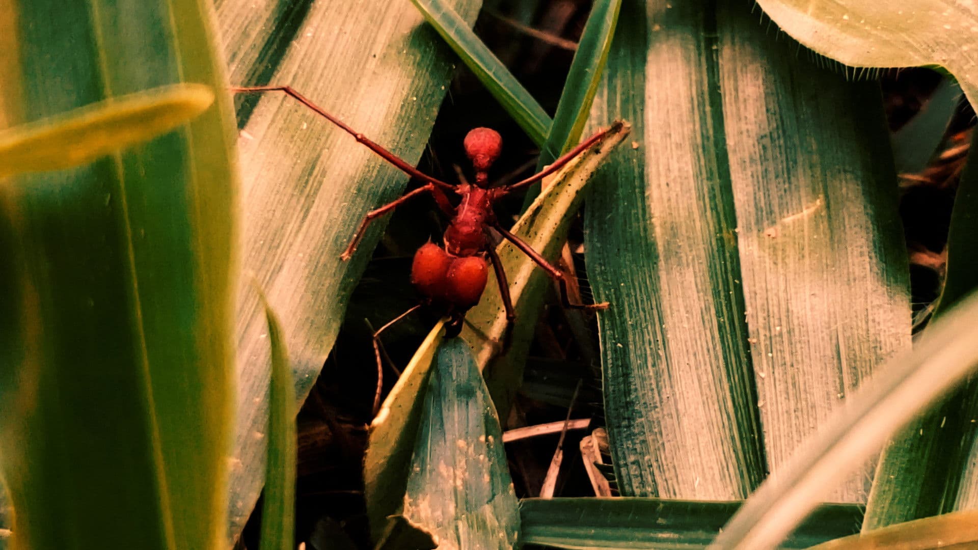 Republic of Evil Ants