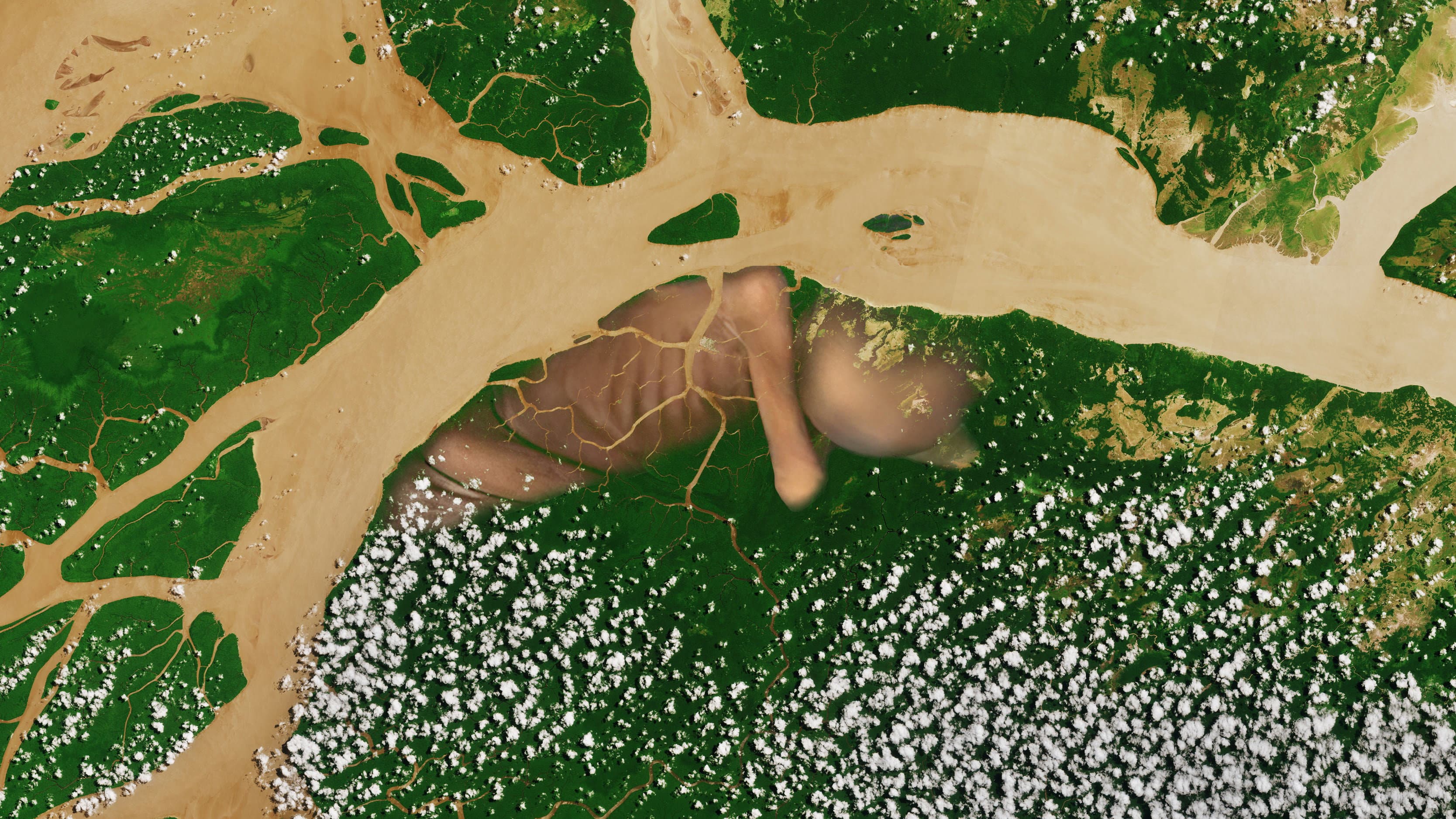 A conquista da floresta