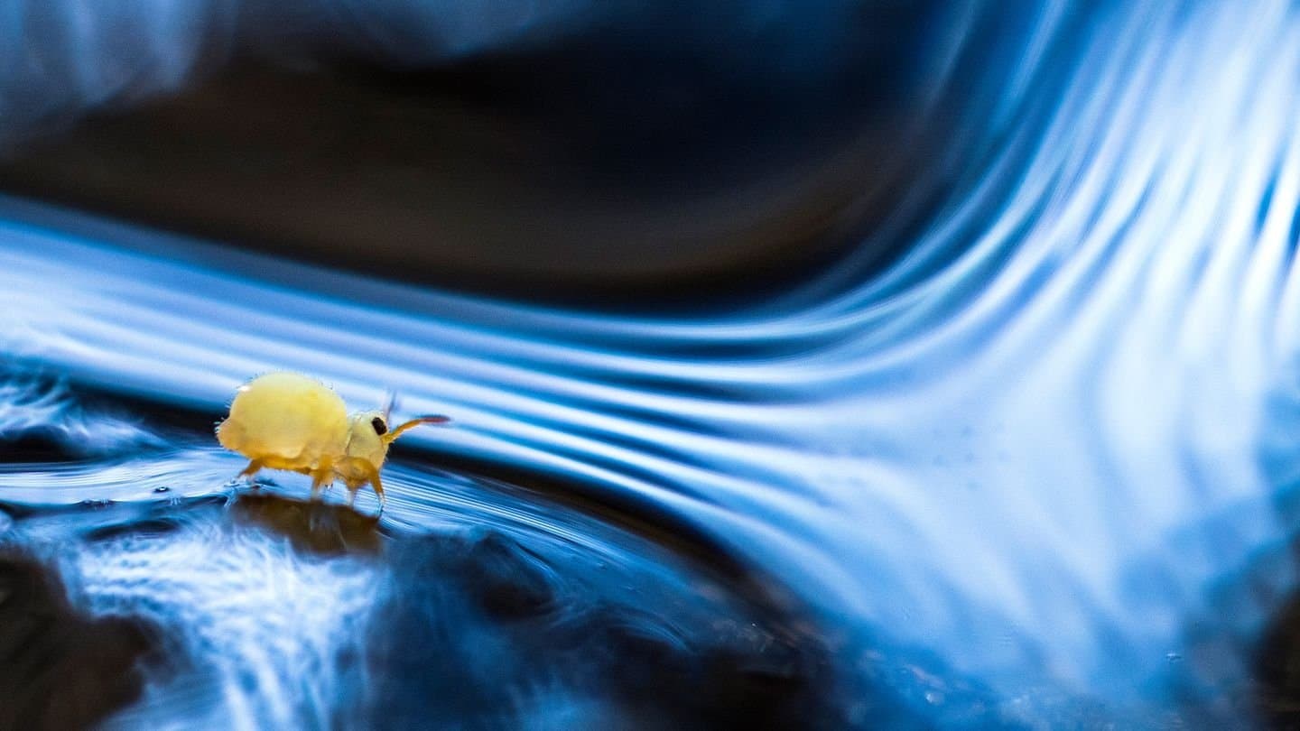 Springtails: The hidden soldiers of Earth