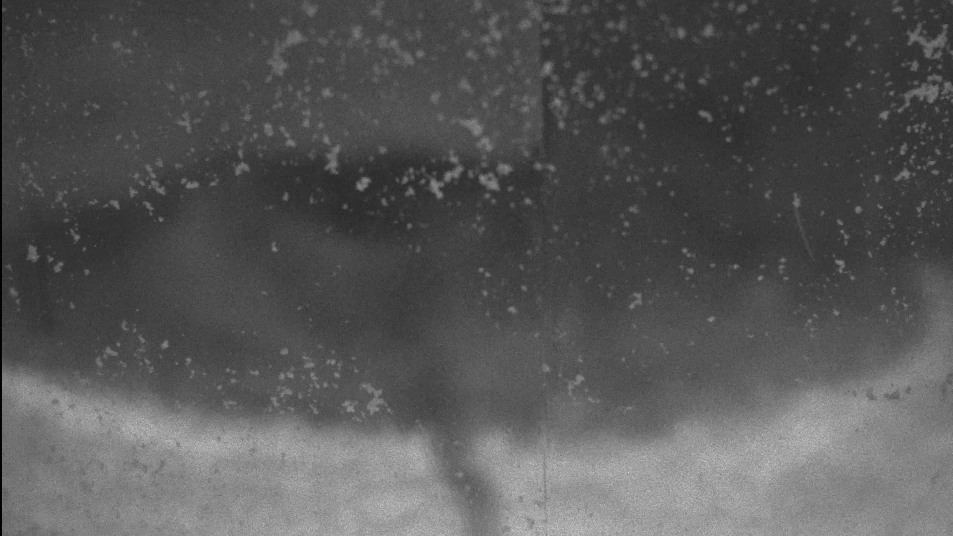 Right Across from Where Mangoes Fall