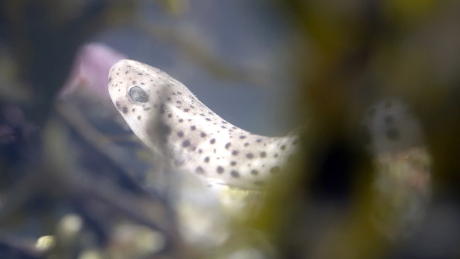 Le grand cirque des marées