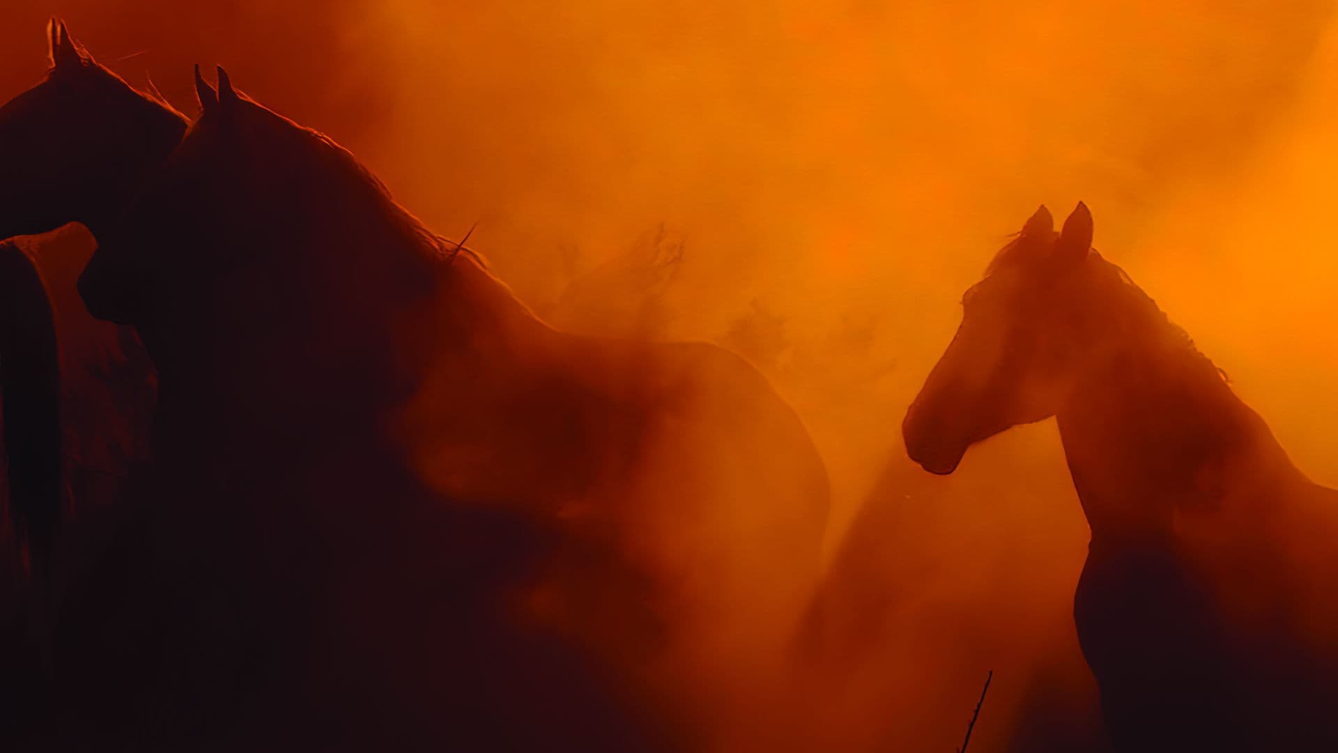 Wild Beauty: Mustang Spirit of the West