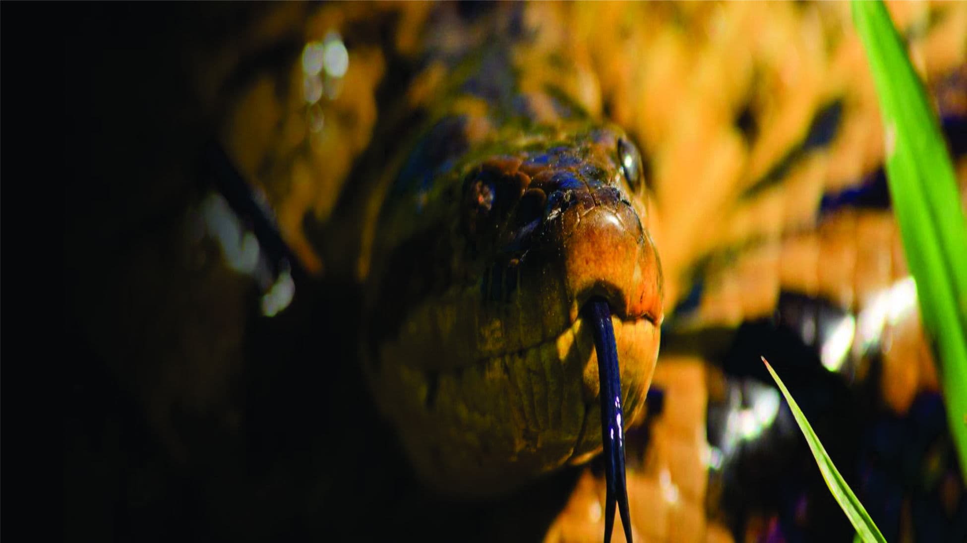 Secret Brazil – National