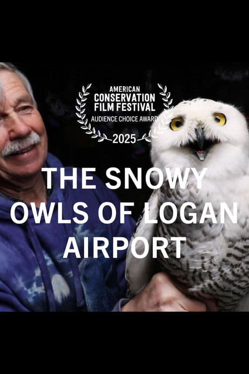 The Snowy Owls of Logan Airport