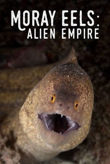 Moray Eels: Alien Empire