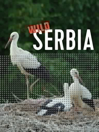 Wild Serbia